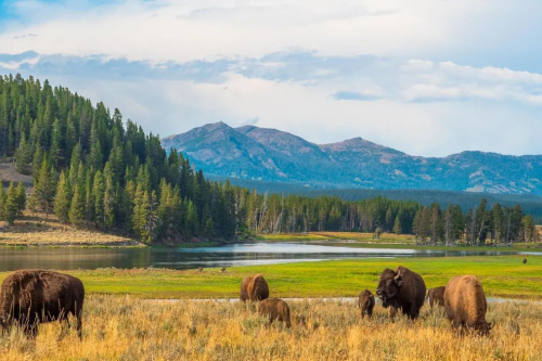 Yellowstone National Park